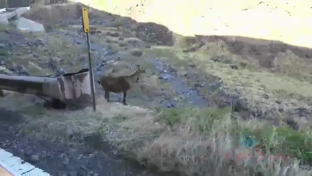 Poster: Noemie Bilas - Virtual Vacation Big Island 13-14 [ATKGirlfriends / SD / 480p], foot fetish humiliation on ebony