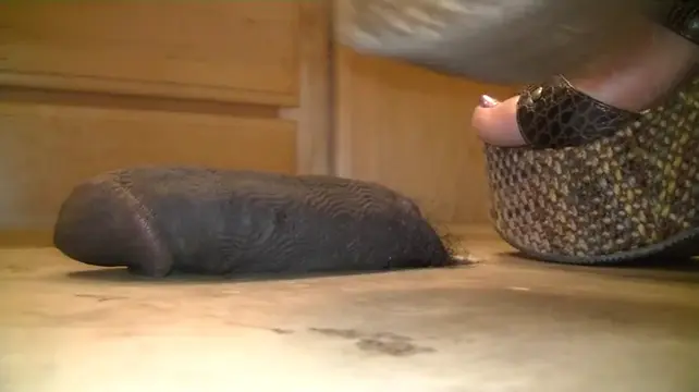 Poster: MISTRESS CRUSH – NEW BROWN WEDGES – EBONY COCK CRUSHING UNDER HEELS